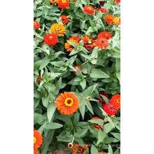 Asian garden indoesnisa Pansy seeds flower seeds for growing